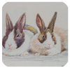 �����̳�app