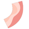 Bacon(���ܵ����)