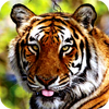 Tigers Puzzle(�ͻ�ƴͼ)