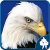 Bird Jigsaw Puzzles(����ƴͼ)