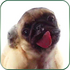 ������Ļ��̬��ֽ����appV1.3��׿��