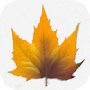 ��ķè������app