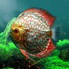 �ȴ���ˮ���Discus museum