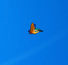 ��������ƤƤ��