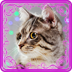 Talking Reality Cat(��ʵè����)