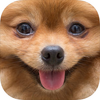 Wagcam�������
