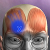 Muscle Trigger Point����ѧͼ��