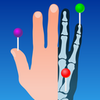 IMAIOS e-Anatomy(�������ͼ��)