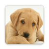 Ѱ�ҹ���Ʒ��app