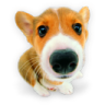 ȫ�Զ������������