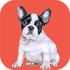 ��������רҵ��v1.0.5