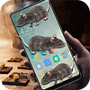 �������ֻ�����(Mouse in phone prank)ͼ��
