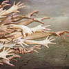 �ϴ���ɫ��-�ϴ�ADV����IK������