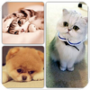 ��Ƭƴͼapp