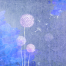 �ѹ�Ӣ֮��Becoming a Dandelion Spore
