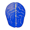 �߼�����QI Testͼ��