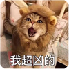 ���䣨è��ٿƣ�