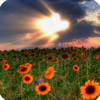 ���ٿ�ݲ�ѯapp