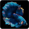betta fish(ƻ�����㶯̬��ֽ)