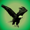 �ֻ�ҹ��������Night Vision