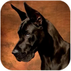 Great Dane Dog Simulator(��Ȯģ����)