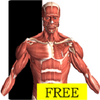 �Ӿ�����ѧ���Visual Anatomy Free
