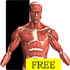 �Ӿ�����ѧ���Visual Anatomy Freev5.5 2026�ٷ����İ�