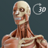 ����3D������������ֻ���(Visual Anatomy 3D - Human)v1.2��׿��