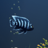 Dream Aquarium Screensaver�λú������������