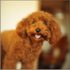 Dog Breeds��Ʒ��appͼ��