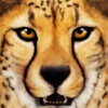 �ȴ���ԭ����ģ������Ϸ�ֻ���(SavannaSim)