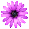 TextMate(�ı��༭��)ͼ��