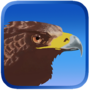 Eagle Hunting Journey(ӥ����֮��)