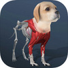 Idle Pet(���ó���)ͼ��