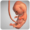��̥����(9 Months)ͼ��