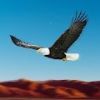 Birds Race Simulator: Eagle Race Game(ӥģ)