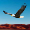 Birds Race Simulator: Eagle Race Game(��ӥ����ģ����)