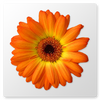 �滭�ͱ༭����(Artweaver Plus)