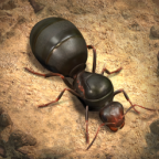 The Ants小小蚁国国际版v3.9.0 安卓版