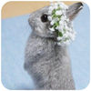 New Rabbit wallpaper(�����ӱ�ֽ)
