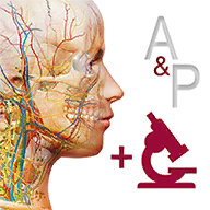 Anatomy And Physiologyȸُ(A and P)