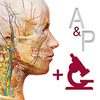 Anatomy And Physiology�ȸ��ڹ���(A and P)