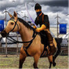 Osman Gazi Sim & Hunt(��˹������ģ������)