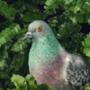 ���Ӱ������(Pigeon A Love Story)ͼ��