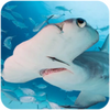 The Hammerhead Shark(��ͷ��ģ����3d)