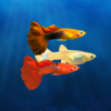 My Guppy(������ȸ��)