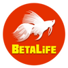 BitLife(��������ģ����)