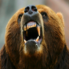 Hungry Bear(�����Ĺ�����)
