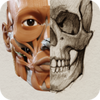 ������֮3D����ͼ3D Anatomy