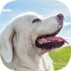 Tatra Sheepdog Simulator(����������Ȯģ��)